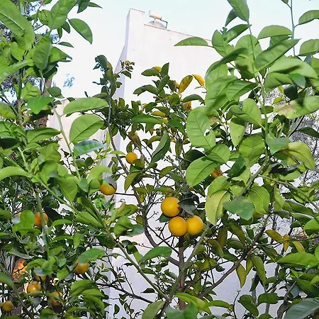 Princess Diltua מלון